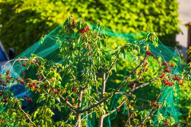 Villa bahçesinde kuş ağlarıyla kaplı kiraz ağacının en üst görüntüsü. İsveç.