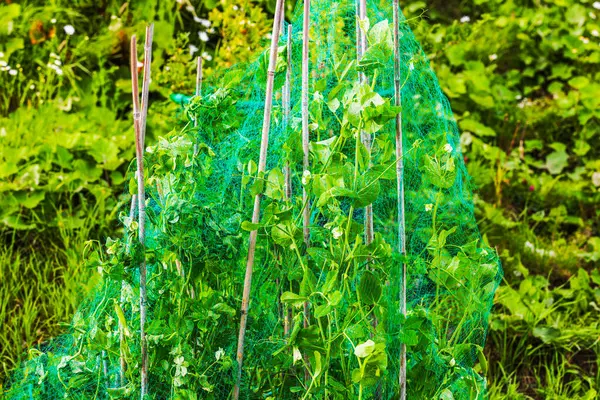 stock image Close-up view of pea plant in garden covered with bird netting.