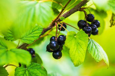 Bahçedeki çalıların üzerindeki siyah üzümleri yakından izle..