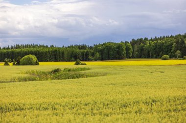 Ormana ve bulutlu gökyüzüne karşı dizilmiş kanola, buğday ve çavdar ekili güzel tarım arazileri. İsveç.