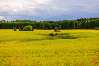 Çarpıcı yaz manzarası yoğun orman ve bulutlarla çevrili canlı kanola, buğday ve çavdar tarlaları. İsveç.