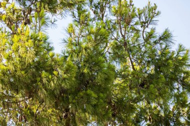 Close-up view of mountain pine tree branches against a blue sky background. clipart