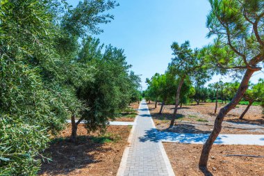 Geçit, zeytin ağaçları ve Girit Adası 'ndaki çam ağaçları ile güzel bir bahçe manzarası..