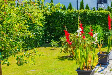 Yürüme yolu boyunca saksısı beyaz ve kırmızı gladiolus çiçekleriyle kaplı villa bahçesi manzarası, yeşil arka planda elma ağaçlarıyla çevrili..