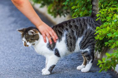 Childs elleri yeşil çalıların yanında asfalt yolda gri ve beyaz kedi beslemeye çalışıyor..