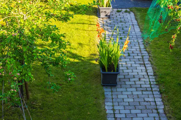 stock image Top view of garden with blooming gladiolus in pots along walkway, cherry and apple trees. 