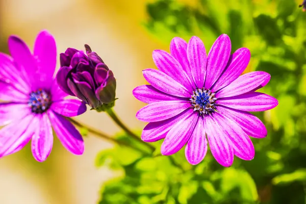 stock image Macro view of of pink bushes chrysanthemums growing in garden.