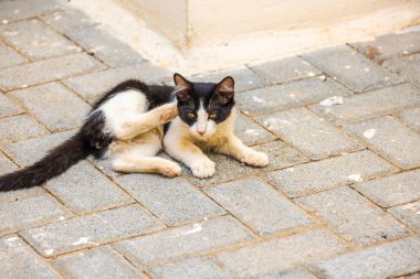 Siyah beyaz kedi kaldırımda yatarken kulağını tırmalıyor..