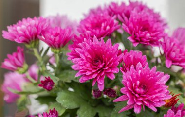 Evin dış tarafında pembe kasımpatı çiçekleri olan çiçeklerin makro görüntüsü.