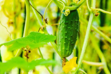 Sarmaşıkta yetişen olgun bir salatalığın makro görüntüsü..