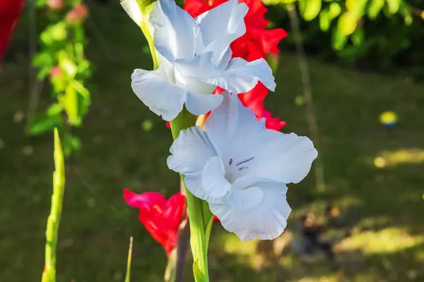 stock image Macro view of blooming white gladiolus flowers in sunny garden on summer day.