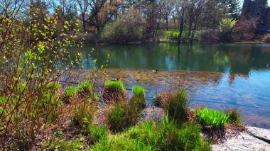 Central Park, Manhattan 'daki güzel bahar manzaralı gölün arka planında Belvedere Kalesi ve suda yüzen ördekler var. - New York. ABD.