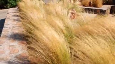 Girit 'te tropikal ağaçları ve bahçesi olan bir otel. Güçlü rüzgarda sallanan uzun miscanthus otları var..