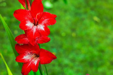 Güneşli yaz gününde bahçede açan beyaz aksanlı kırmızı gladyatör çiçekleri..