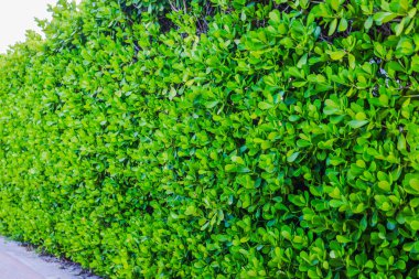 Canlı yaprakları olan yemyeşil çit, yoğun ve doğal yapraklardan oluşan bir duvar oluşturuyor. Doğal altyapı kavramı.