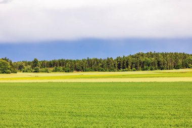 Arka planda orman olan hareket halindeki buğday tarlalarından güzel bir manzara. İsveç.