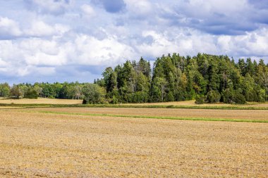 Bulutlu gökyüzünün altında yeşil ağaçlardan oluşan ormanın olduğu açık buğday tarlalarının güzel manzarası. İsveç.
