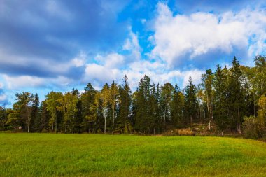 Mavi gökyüzünün altında, yoğun sonbahar ormanı olan, beyaz bulutlu yüksek ağaçların bulunduğu güzel yeşil tarla manzarası. İsveç.