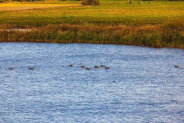 Ördeklerin yüzdüğü, uzun otlar ve arka planda yeşil tarlalarla çevrili sakin bir nehir manzarası. İsveç.