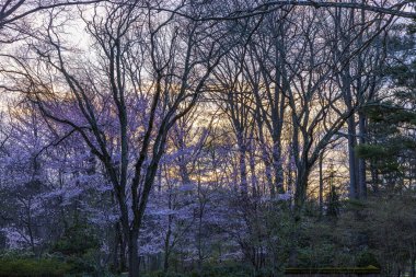 Spring sunset view through bare trees with blooming crabapple flowers in violet hues. USA. clipart