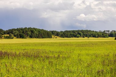 Çavdar ve buğdaylı tarlaların, kozalaklı ormanı ve bulutlu gökyüzü olan yuvarlanan tepelere karşı güzel manzarası. İsveç.