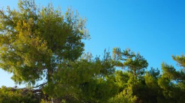 Girit Adası 'nda güneşli bir yaz gününde rüzgarda süzülen çam ağaçlarının sakin manzarası. Yunanistan.