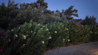 Girit Oteli 'ndeki gece vakti bahçe sahnesinde kırmızı ve beyaz bougainvillea rüzgârda sallanıyordu. Yunanistan.