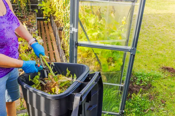 stock image Woman pruning with pruning shears dead plants in greenhouse and disposing in trash bin. Sweden.