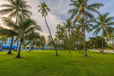 Miami Plajı 'ndaki ikonik Okyanus Yolu' nun güzel manzarası. Çerçevesi uzun palmiye ağaçlarıyla dolu. Miami Plajı. ABD. 