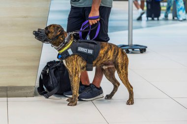 Havaalanı terminalinin sahibi ve ağızlık takan servis köpeğinin gişede durduğu görüntüsü, üzerinde 