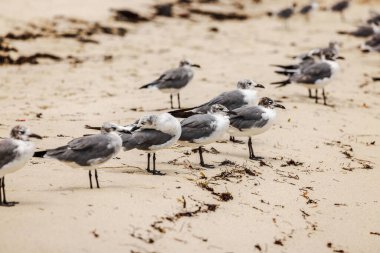 Miami Beach 'teki Atlantik Okyanusu' nun kumlu sahilinde oturan büyük martı sürüsünün yakın görüntüsü..