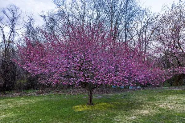 stock image Early spring with green lawn, leafless trees by lake, and blooming pink cherry blossoms in New Jersey. USA.