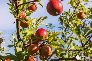 Taze kırmızı elmaların yeşil yapraklarla ağaç dallarında asılı görüntüsü açık mavi gökyüzünün altında güneşlenerek güneşleniyor..