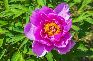 Bahçede yeşil yapraklarla çevrili sarı merkezli parlak pembe şakayık çiçekleri..