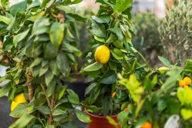 Olgunlaşmış sarı meyveli limon ağacı yemyeşil yaprakların arasında bir tencerede büyüyor..