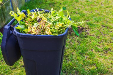 Close up view of black garbage bin filled with garden waste, including plant clippings, on grassy lawn. Sweden. clipart