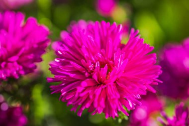 Canlı pembe kasımpatı çiçeğinin güneş ışığı altında açtığı makro görüntüsü.