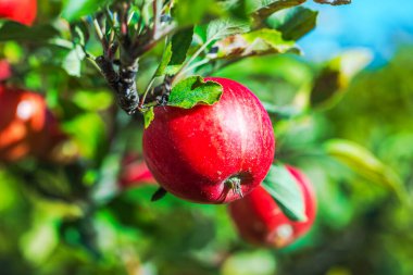 Güneşli bir meyve bahçesinde, ağaçta asılı duran olgun kırmızı elmanın yakın çekimi.