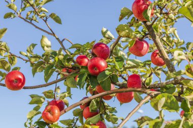 Olgun kırmızı elmalar açık mavi gökyüzüne karşı güneşli bir meyve bahçesinde sallanıyor..