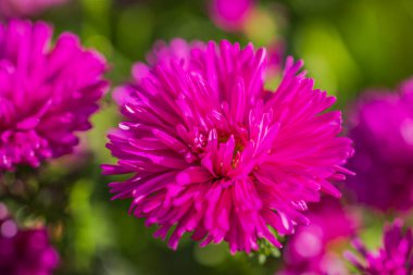 Yumuşak odaklı arka planda çiçek açmış canlı pembe kasımpatı çiçeğinin yakın çekimi.