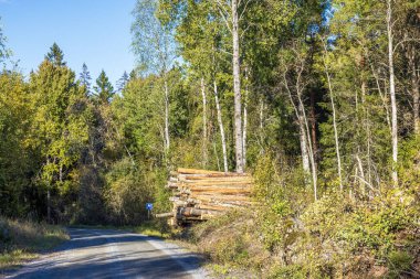 Sonbaharda ormandaki toprak yolun kenarına istiflenmiş kütükler ve arka planda ağaçlar. İsveç.