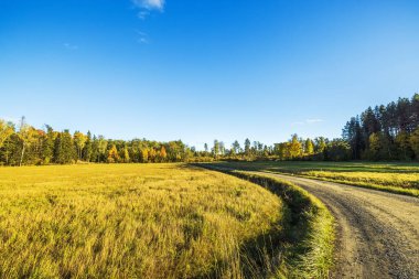 Temiz mavi gökyüzünün altındaki ağaçlarla çevrili çimenli sonbahar tarlasında kıvrılan toprak yolun güzel manzarası. İsveç.