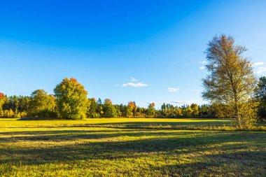 Arka planda açık mavi gökyüzü olan sonbahar ağaçlarıyla çevrili güzel bir tarım arazisi manzarası. İsveç.