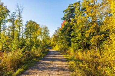 Sıcak güneş ışığıyla aydınlatılan, parlak sonbahar yapraklarıyla sık ormanlarda kıvrılan çakıllı yol. İsveç.