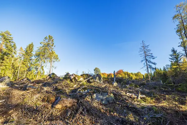 stock image Clear-cut forest area with fallen trees, stumps, and rocks under blue sky in autumn, showing environmental impact of deforestation. Sweden.