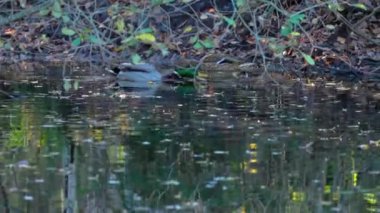 Ormandaki sonbahar göletinde ördekler, sakin sularda düşen yaprakların arasında yüzüyor. İsveç.