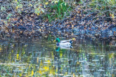 Erkek yaban ördeği, sonbahar yapraklarının ve dalların yansımalarıyla sakin gölette yüzüyor. İsveç.