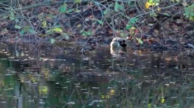 Asılı dallar, yüzen ördeklerin arka planındaki sakin gölete yansıyor. İsveç.