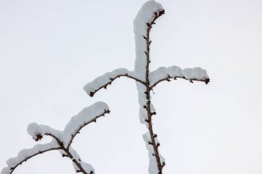 Karla kaplı ağaç dalları, beyaz kış arka planına karşı izole..
