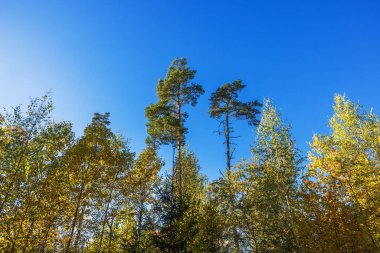Güneşli bir günde yakalanan açık mavi gökyüzü altında sonbahar yaprakları arasında uzun çam ağaçları. İsveç.